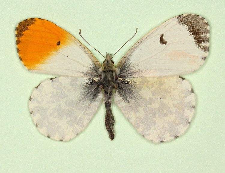 Anthocharis cardamines (gynandromorph 2) (Internet Image property of respective owner, non-commercial use only)